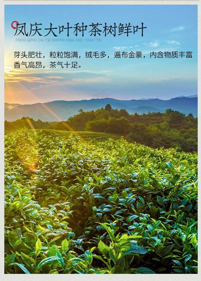滇红茶特级浓香型大叶种古树茶,礼盒装茶叶两罐装600g(图3)